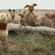 Pooh and his crew.